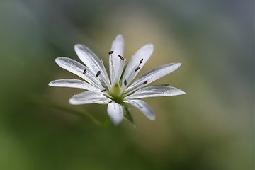 Image showing SUMMERFLOWER