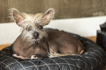 Image showing Portrait of a Chinese hairless dog