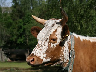 Image showing Telemark cow