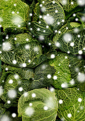 Image showing close up of savoy cabbages