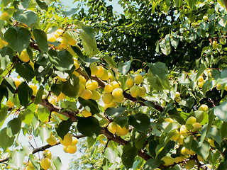 Image showing Ripening apricots