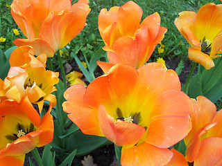 Image showing Orange tulips