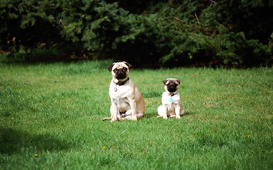 Image showing Pugs posing outside.