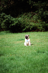Image showing Pug posing outside.