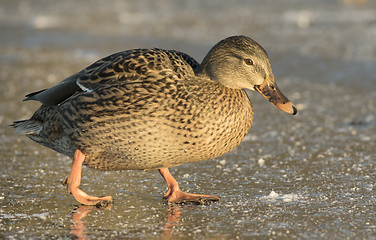 Image showing Mallard on the ice