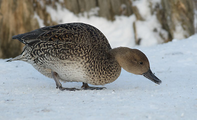 Image showing Northern Pintail 