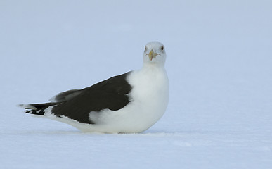 Image showing Great Black-backed gull