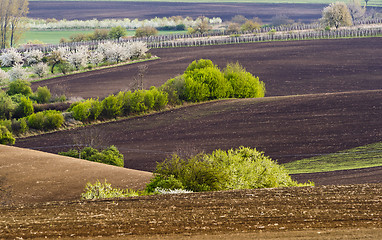Image showing Spring landscape with fields and trees