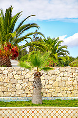 Image showing Palm trees in portuguesse garden