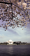 Image showing Jefferson Memorial Lake Reflection Spring Flower Tree Blossoms W