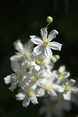 Image showing Close up photo of white clematis flowers in a garden.