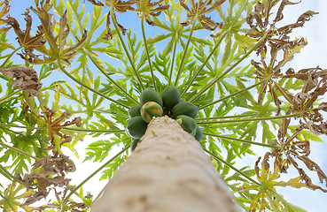 Image showing papaya tree with fruits