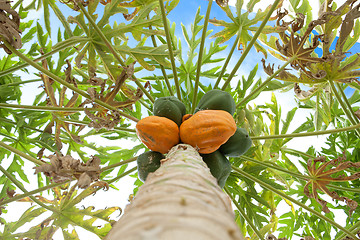 Image showing papaya tree with fruits