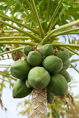 Image showing papaya tree with fruits