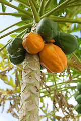 Image showing papaya tree with fruits