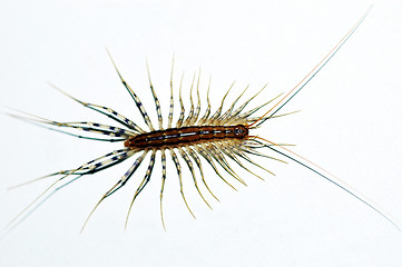 Image showing Centipede insect
