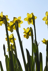 Image showing Daffodils (narcissus) in spring