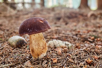 Image showing Imleria badia. Fungus in the natural environment.