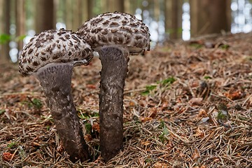 Image showing Strobilomyces floccopus in the natural environment