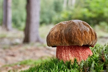 Image showing Neoboletus luridiformis in the natural environment