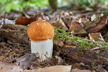 Image showing Leccinum aurantiacum in the natural environment.