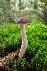 Image showing Fungus Leccinum cyaneobasileucum