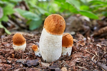 Image showing Leccinum aurantiacum in the natural environment.