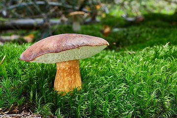 Image showing Imleria badia. Fungus in the natural environment.