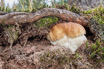 Image showing Boletus edulis. Fungus in the natural environment.