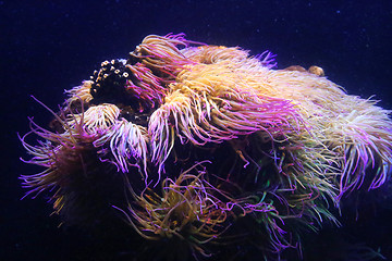 Image showing Amazing marine animals (anemonia, actinia, anemone)