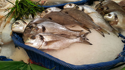 Image showing Dorado fish for sale at the market