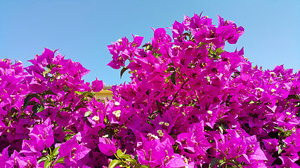 Image showing Bright flowers of bougainvillea