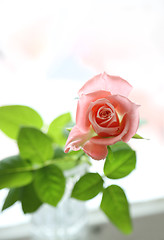 Image showing Beautiful pink rose closeup