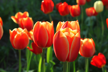 Image showing Beautiful bright tulips 