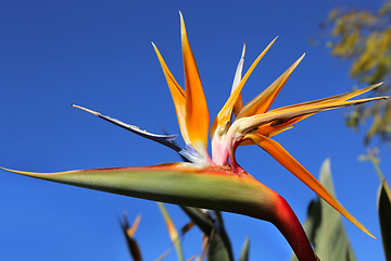 Image showing Strelitzia Reginae flower against bly sky