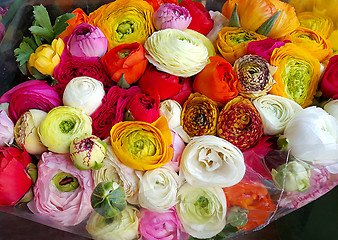 Image showing Beautiful ranunculus colorful flowers