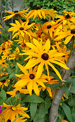 Image showing Yellow flowers of Rudbeckia