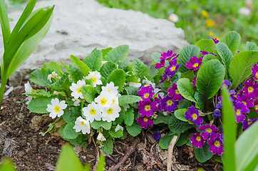 Image showing Blossoming spring primrose, close-up