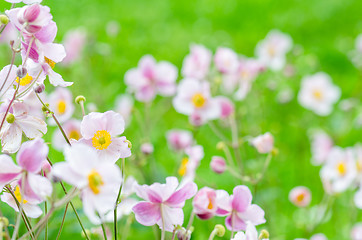 Image showing Pale pink flower Japanese anemone, close-up. Note: Shallow depth