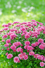 Image showing Beautiful blooming pink chrysanthemum bush in the garden