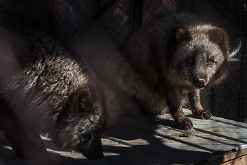 Image showing Black fox in the cage