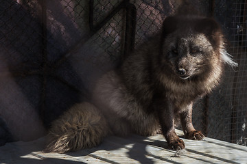 Image showing Black fox in the cage