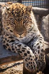 Image showing Portrait of the leopard