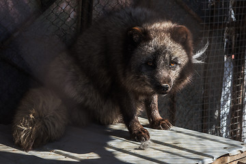 Image showing Black fox in the cage