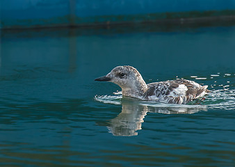 Image showing Black Guillemot in Winter Plumage Tight Crop