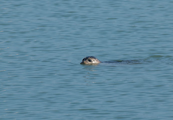 Image showing Common Seal Swimming