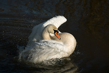 Image showing Mute Swan Bathing