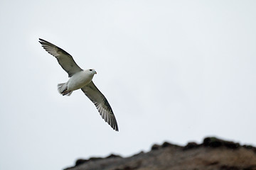 Image showing Northern Fulmar and Cliffs