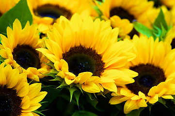 Image showing Perfect Sunflowers with Leafs