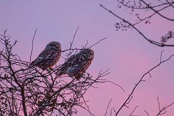 Image showing Little Owls at Sunset